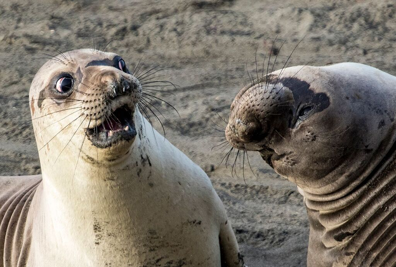 Image: George Cathcart/Comedy Wildlife Photo Awards